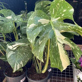 Monstera Deliciosa Thai Constellation