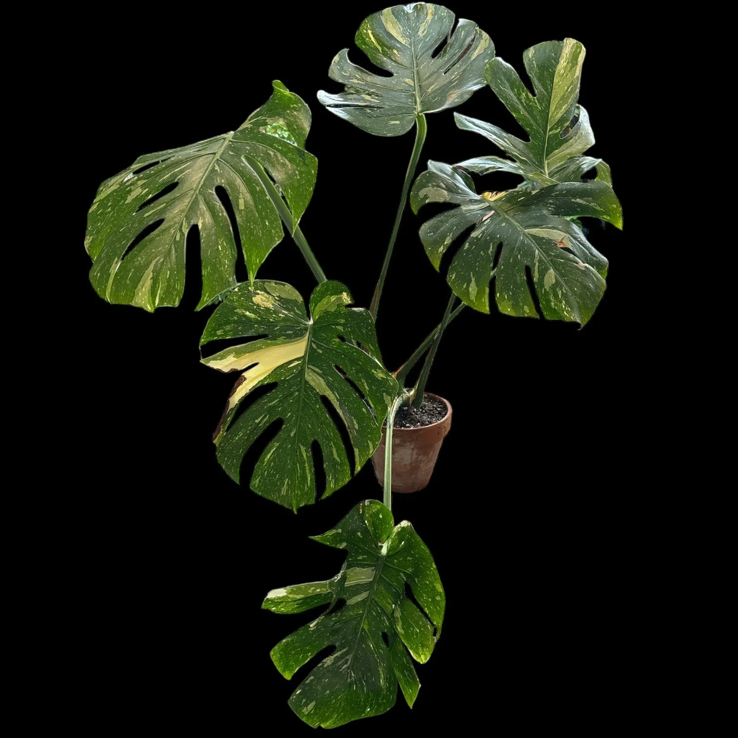 Monstera Deliciosa Thai Constellation